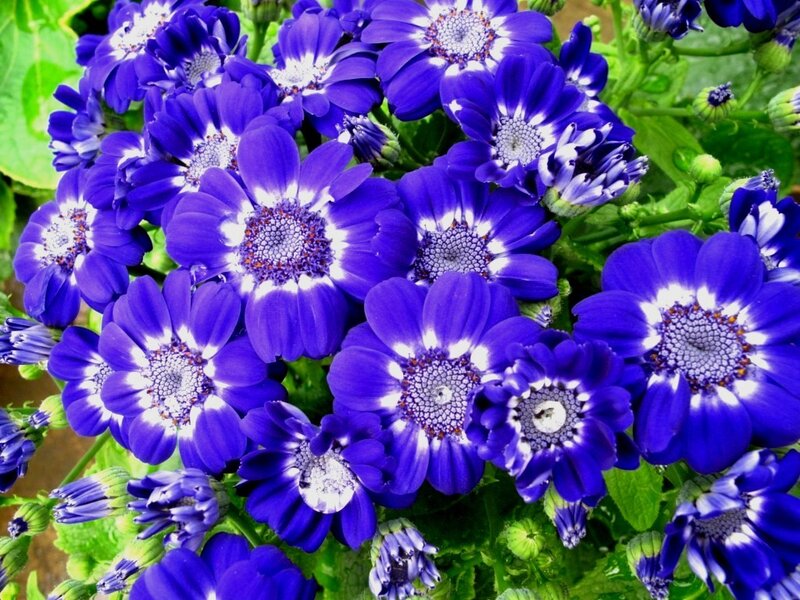 Blue Daisy-like Flowers — Vibrant