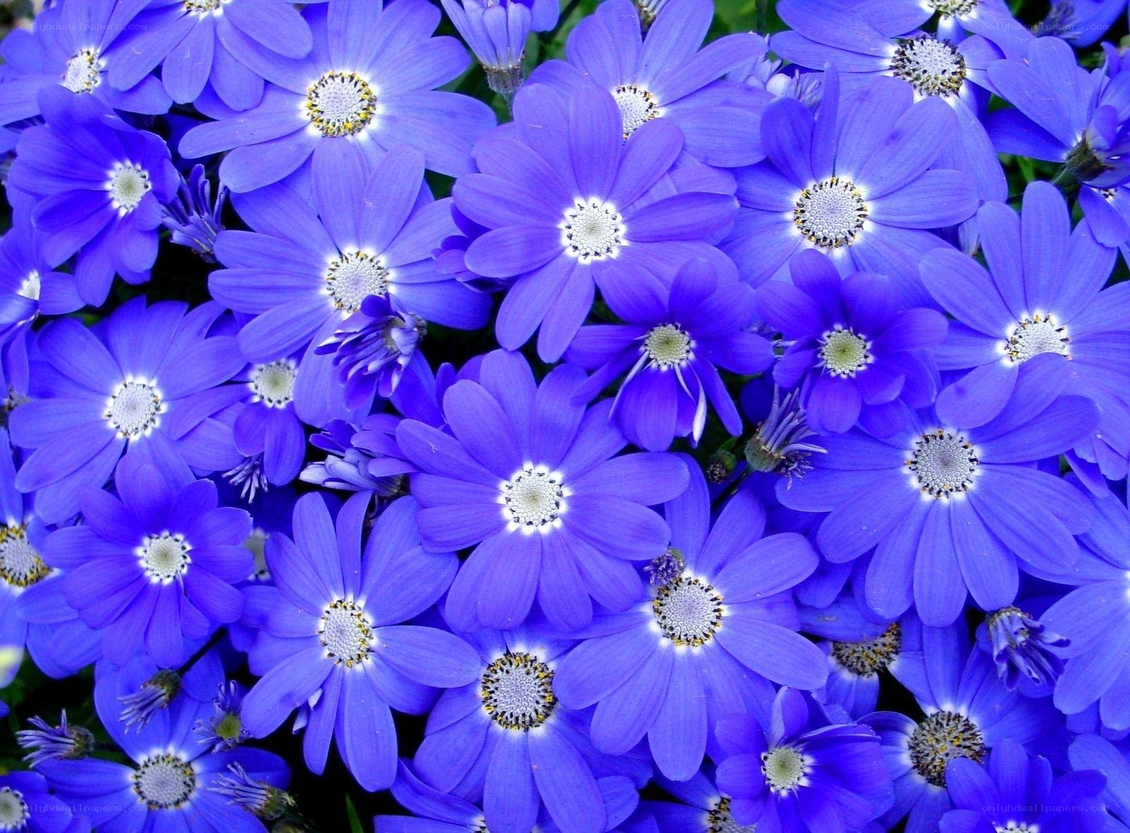 Blue daisy-like flowers