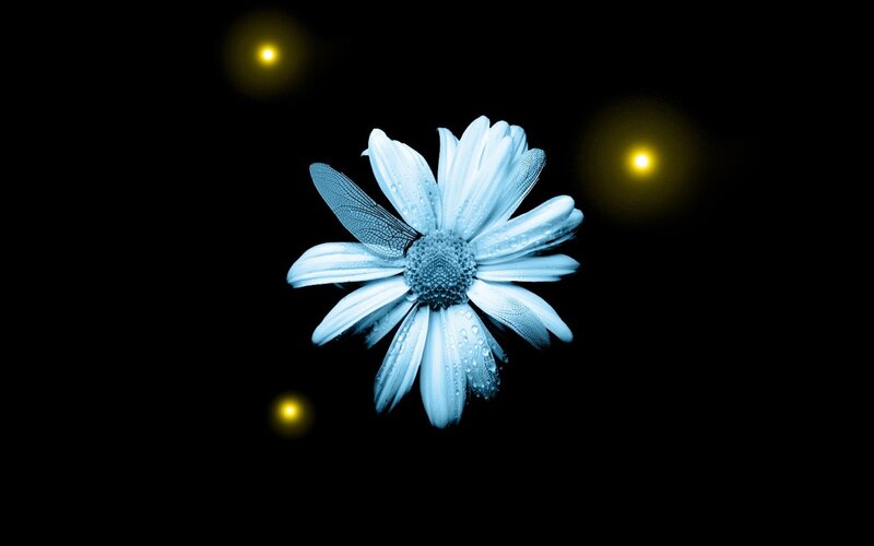 Blue Daisy with Dragonfly