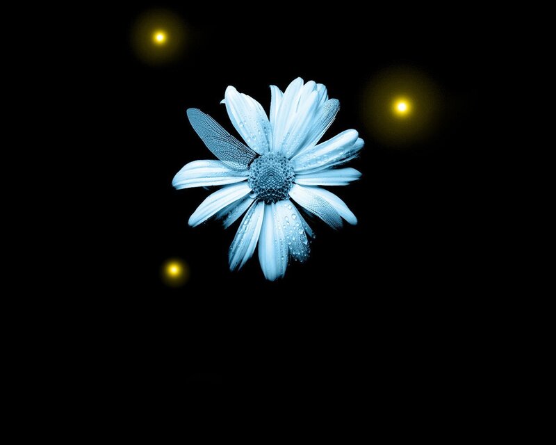 Blue Daisy with Dragonfly Wing — Black, Dramatic