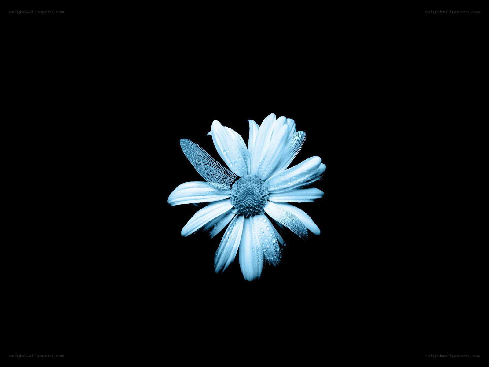blue daisy with dragonfly wing