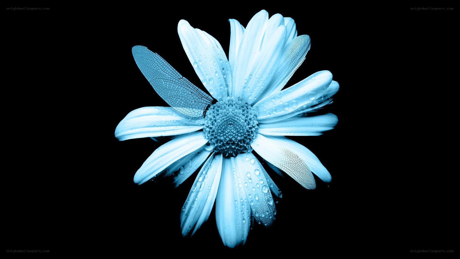 blue daisy with dragonfly wings