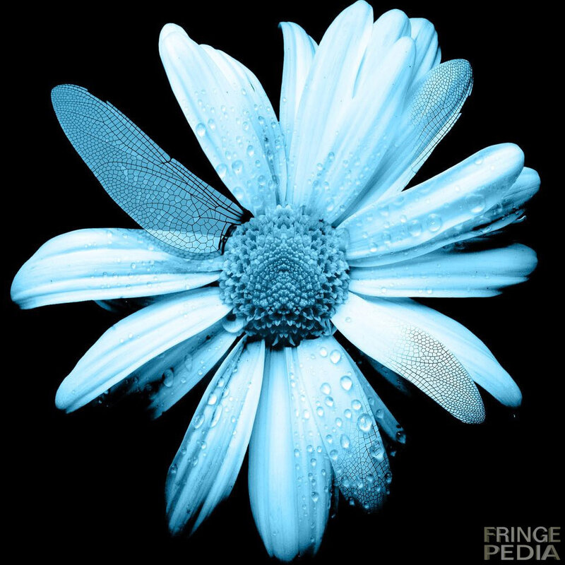 Blue Daisy with Dragonfly Wings — Dramatic