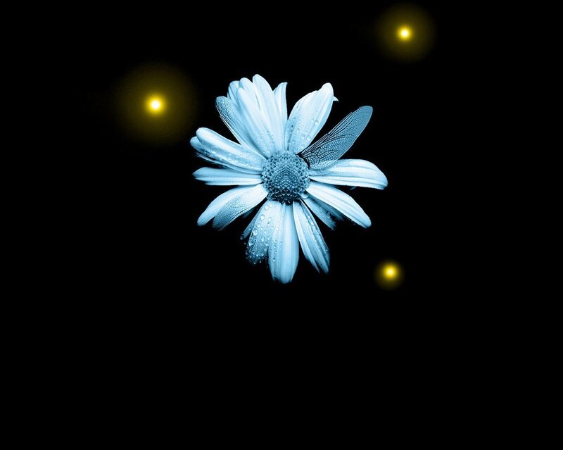 blue daisy with glowing lights