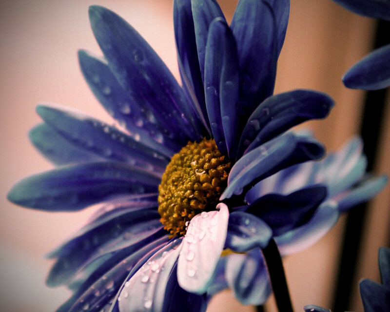 Blue Daisy with Water Droplets