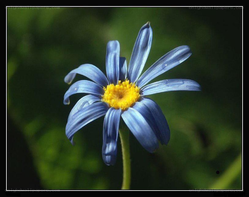 blue daisy with yellow center