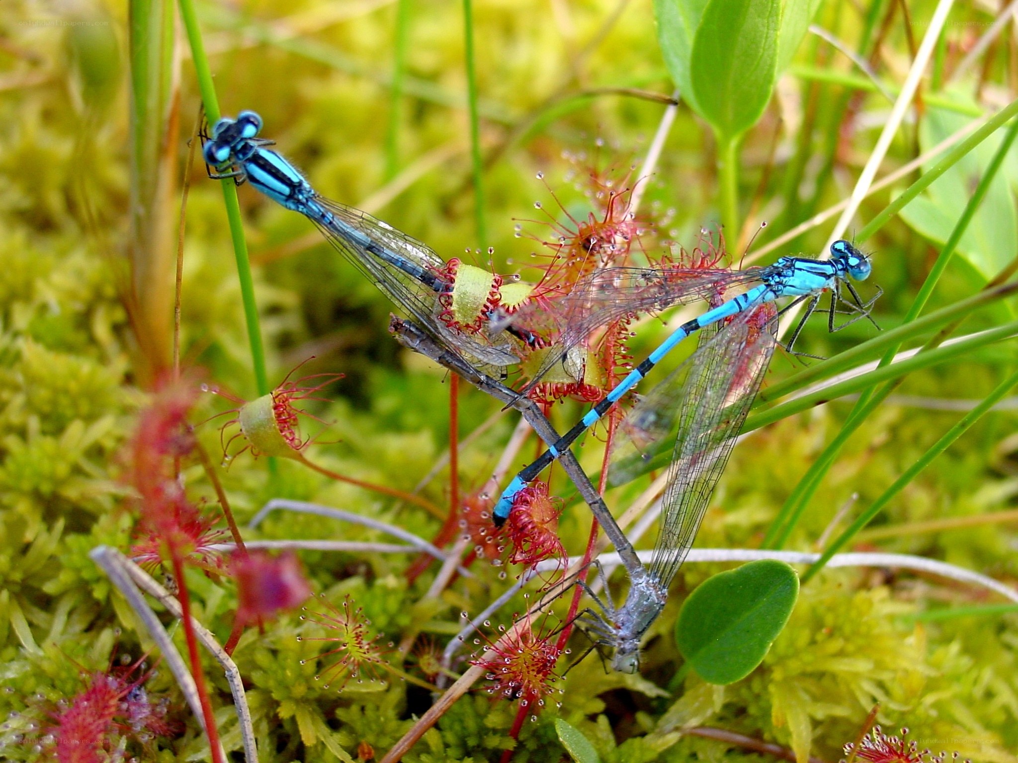Blue damselflies mating on moss