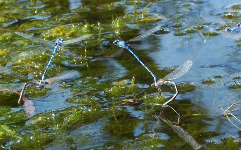 Blue Damselflies on Water