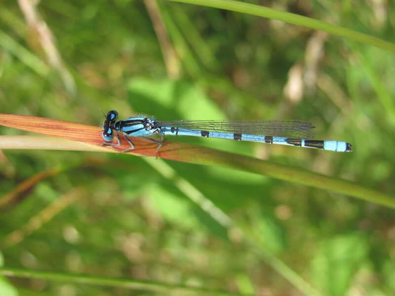 blue damselfly on a blade of grass