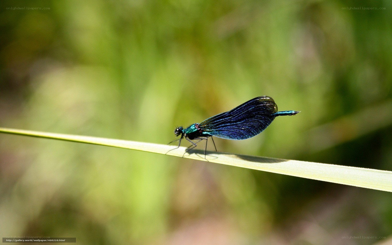 blue damselfly on a blade of grass