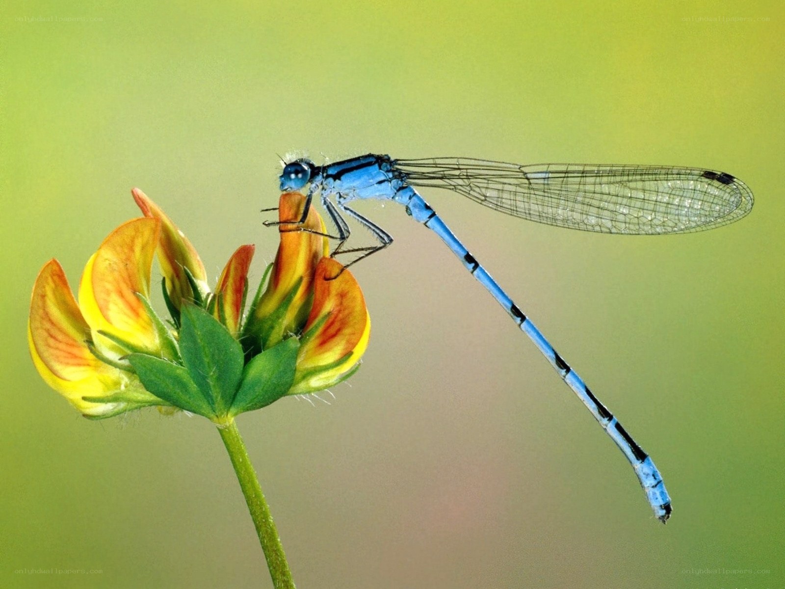 Blue damselfly on a flower