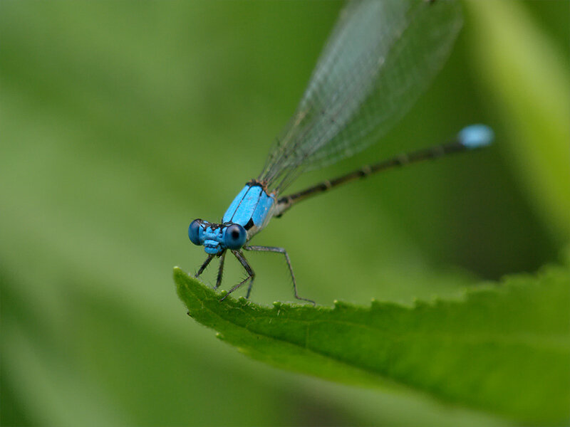 blue damselfly on a leaf