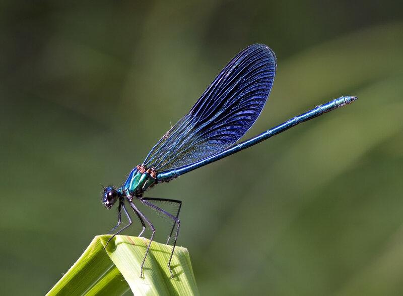 blue damselfly on a leaf