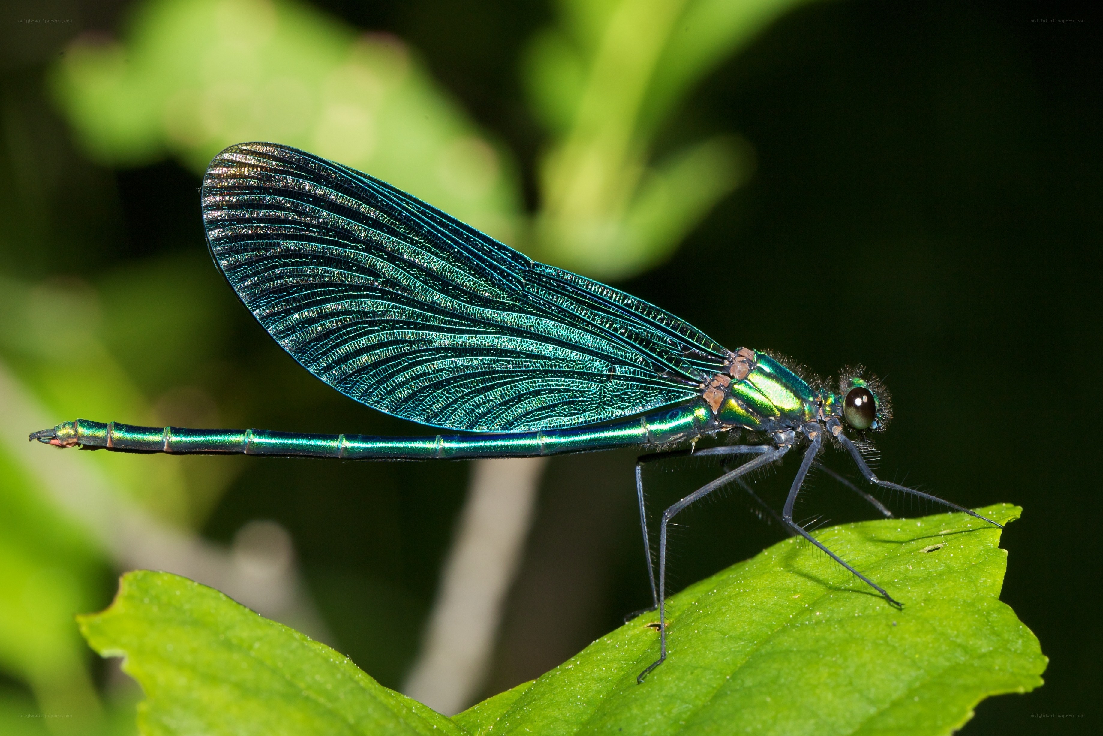 Blue damselfly on a leaf