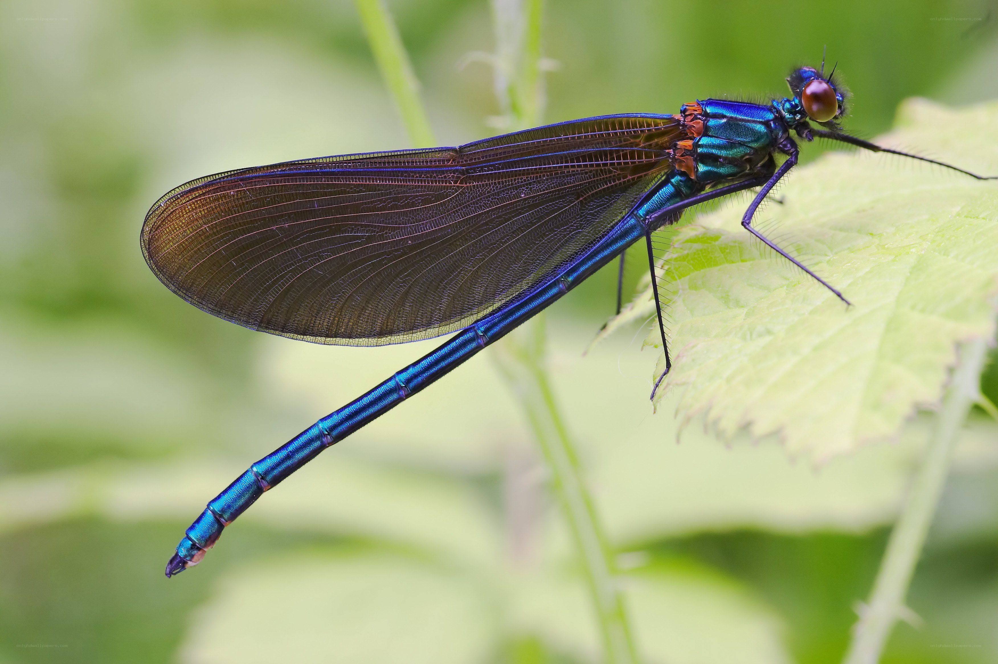 Blue damselfly on a leaf