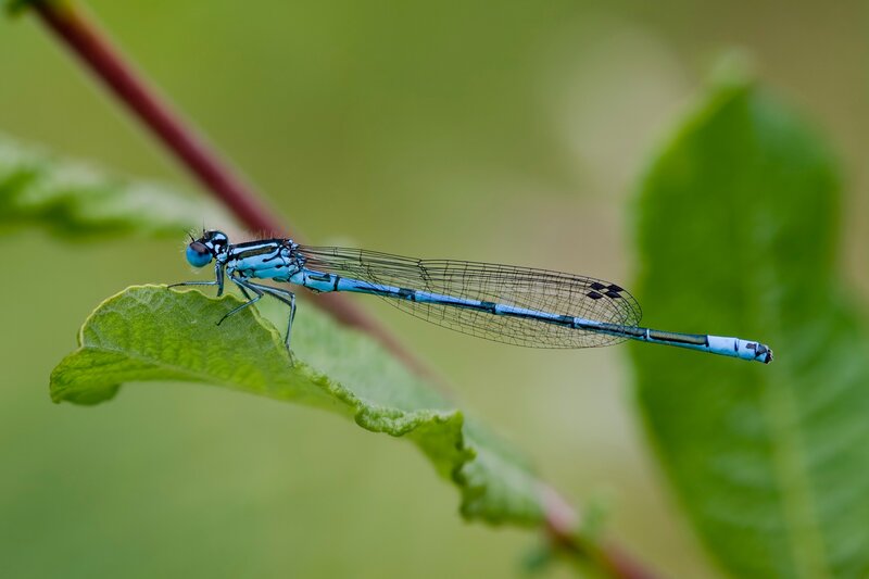 Blue damselfly on a leaf