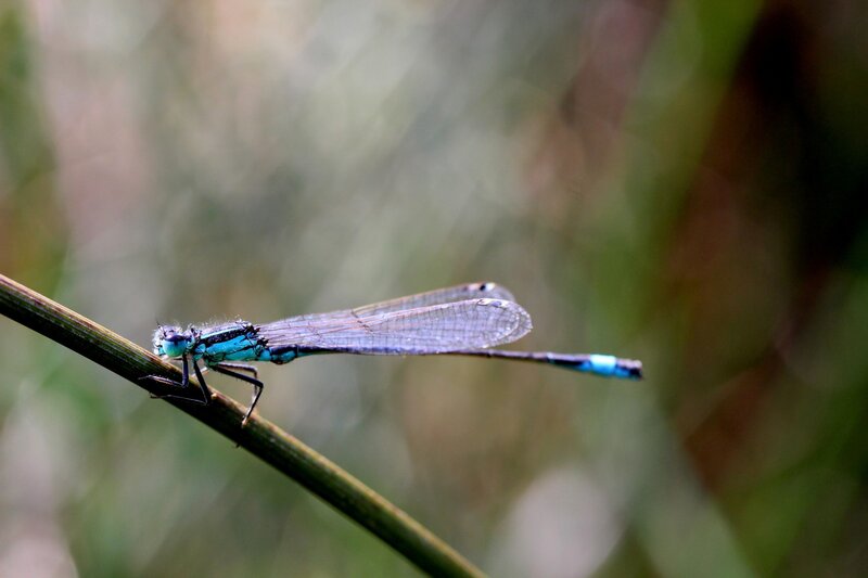 Blue damselfly on a stem