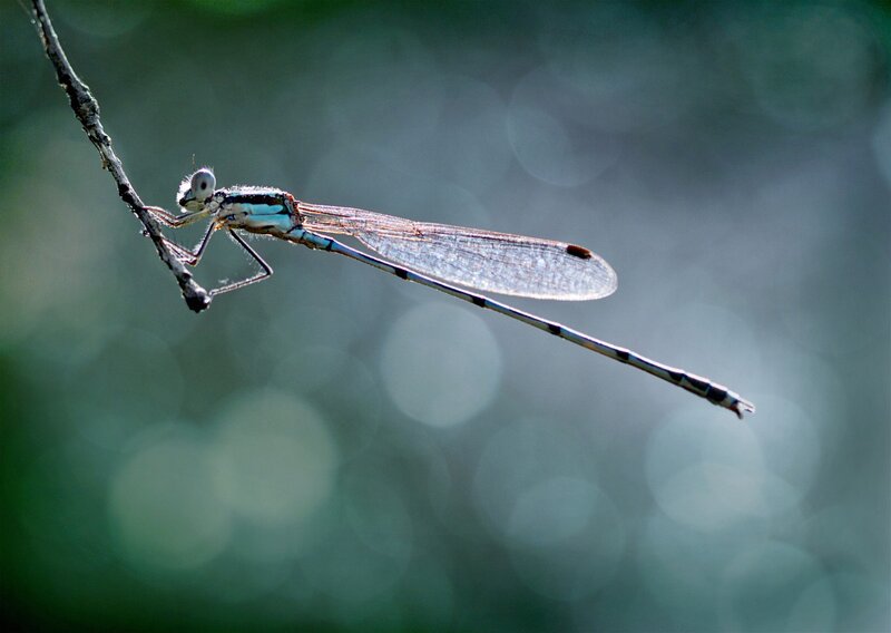 Blue Damselfly on Branch — Green