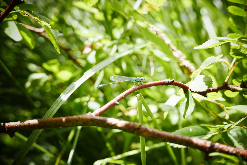 Blue Damselfly on Branch