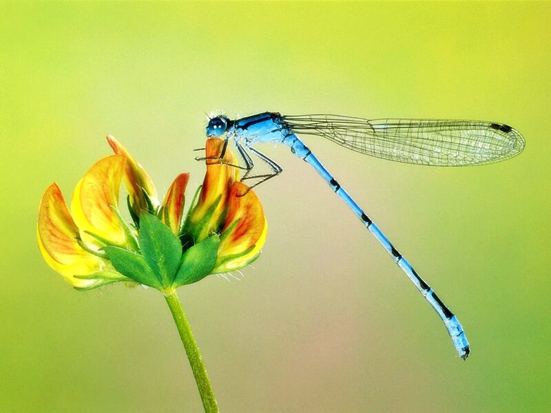 Blue Damselfly on Flower — Afternoon