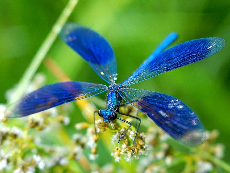 Blue Damselfly on Flower — Natural