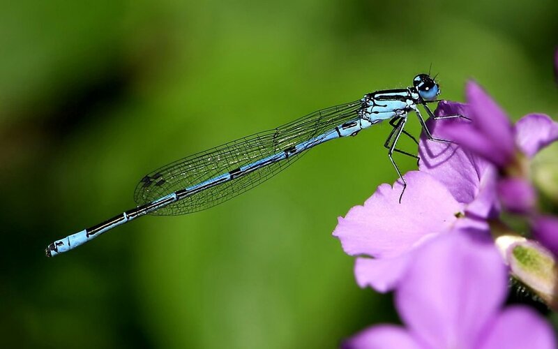 Blue Damselfly on Flower — Purple