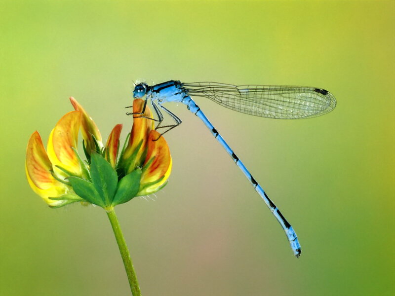 Blue Damselfly on Flower — Serene, Afternoon, Photograph, Stem, Green Background