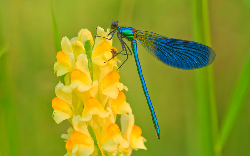 Blue Damselfly on Flower — Serene, Afternoon