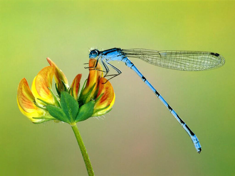 Blue Damselfly on Flower — Serene, Photograph, Stem