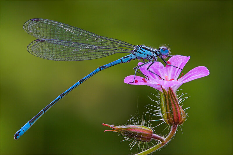 Blue Damselfly on Flower — Serene, Spring