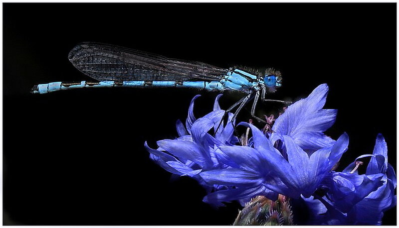 Blue Damselfly on Flower