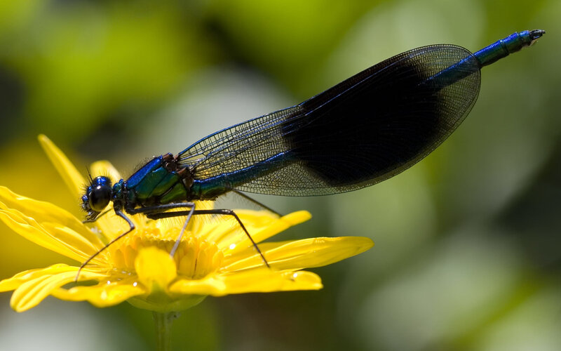 Blue Damselfly on Flower — Yellow