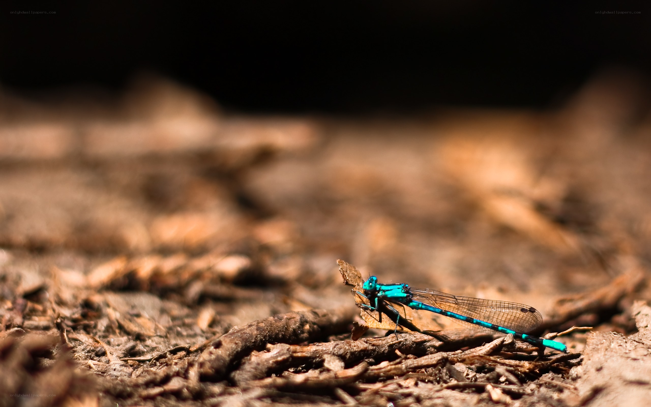 blue damselfly on forest floor