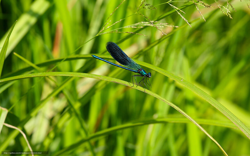Blue Damselfly on Grass — Green, Serene