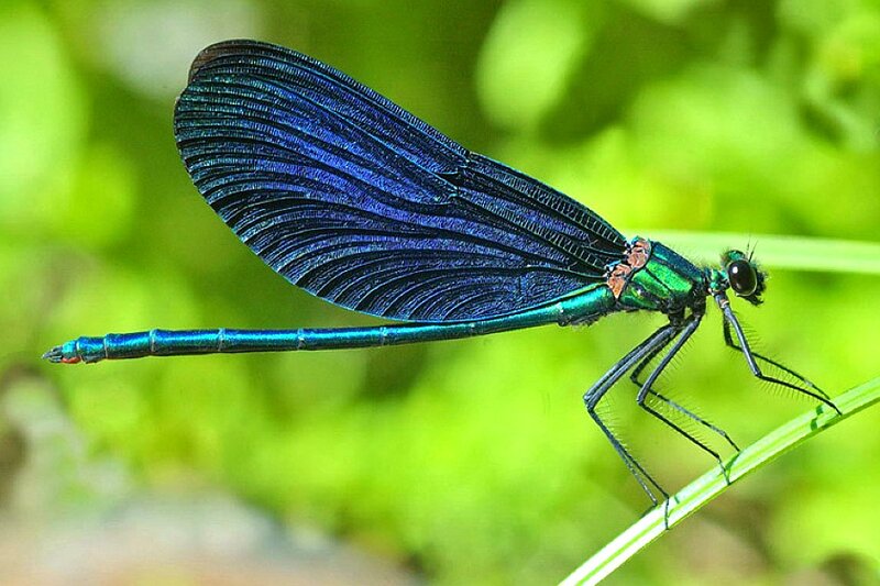 Blue Damselfly on Grass — Green