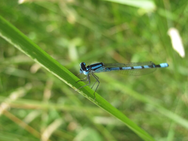 blue damselfly on grass