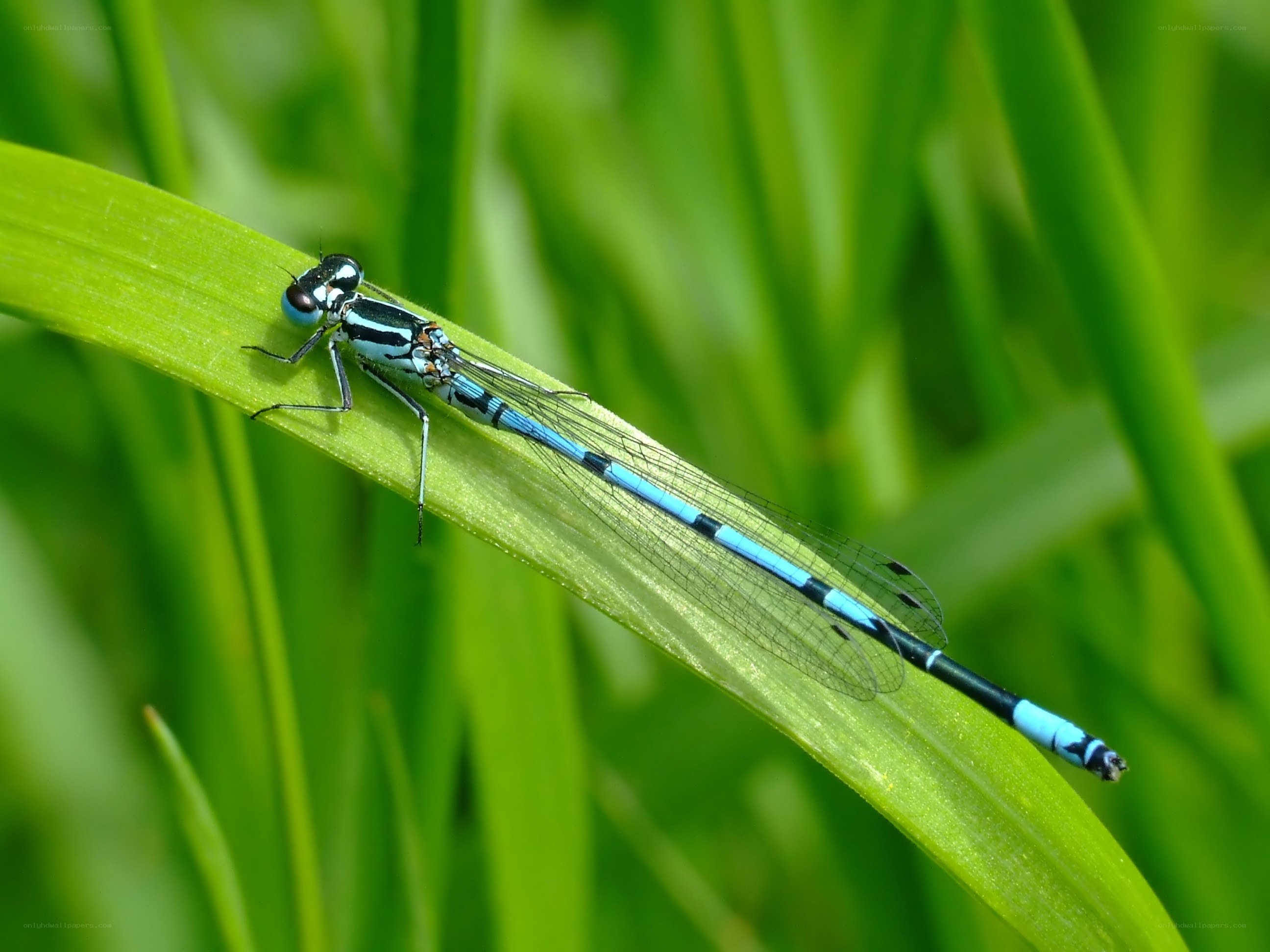 blue damselfly on green leaf