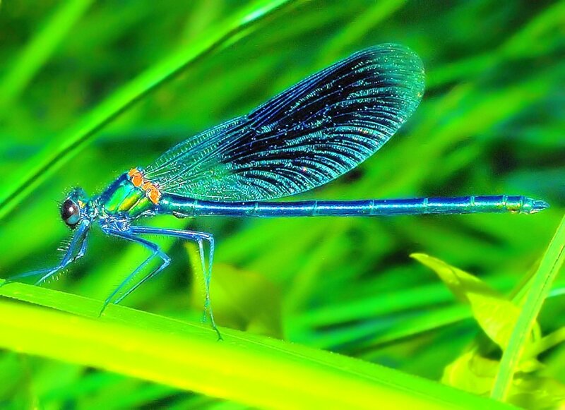 blue damselfly on green leaf