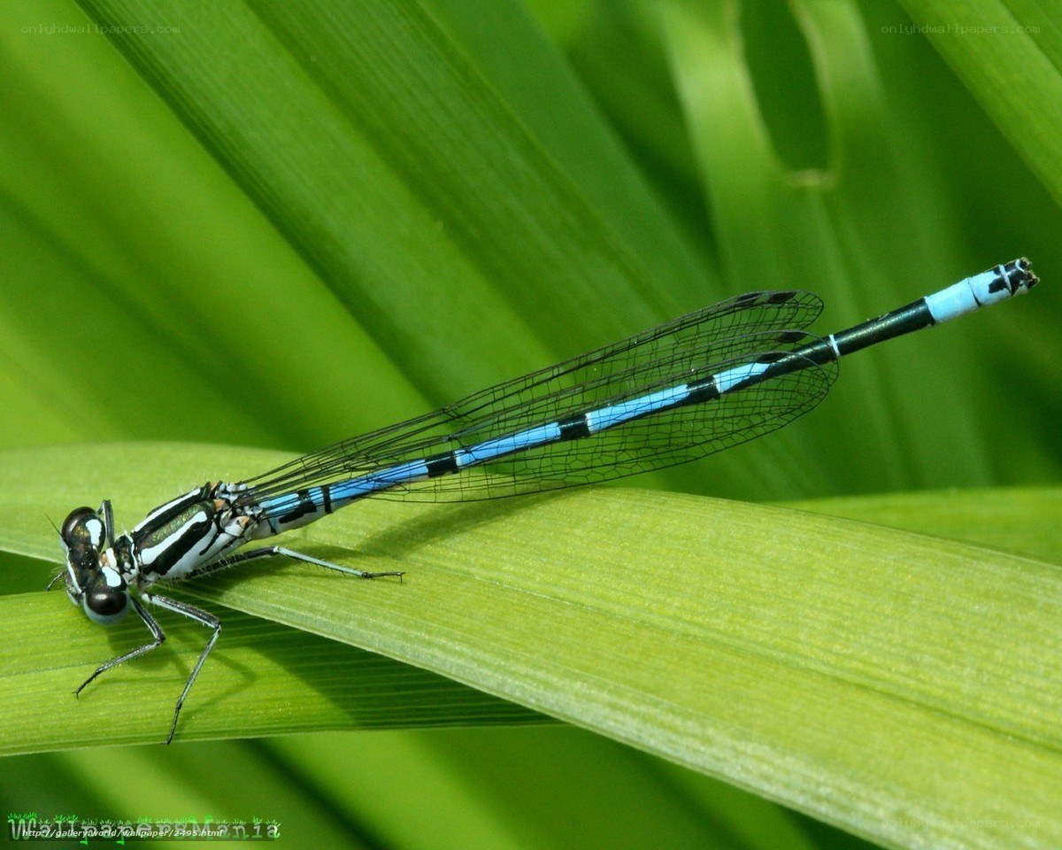 blue damselfly on green leaf