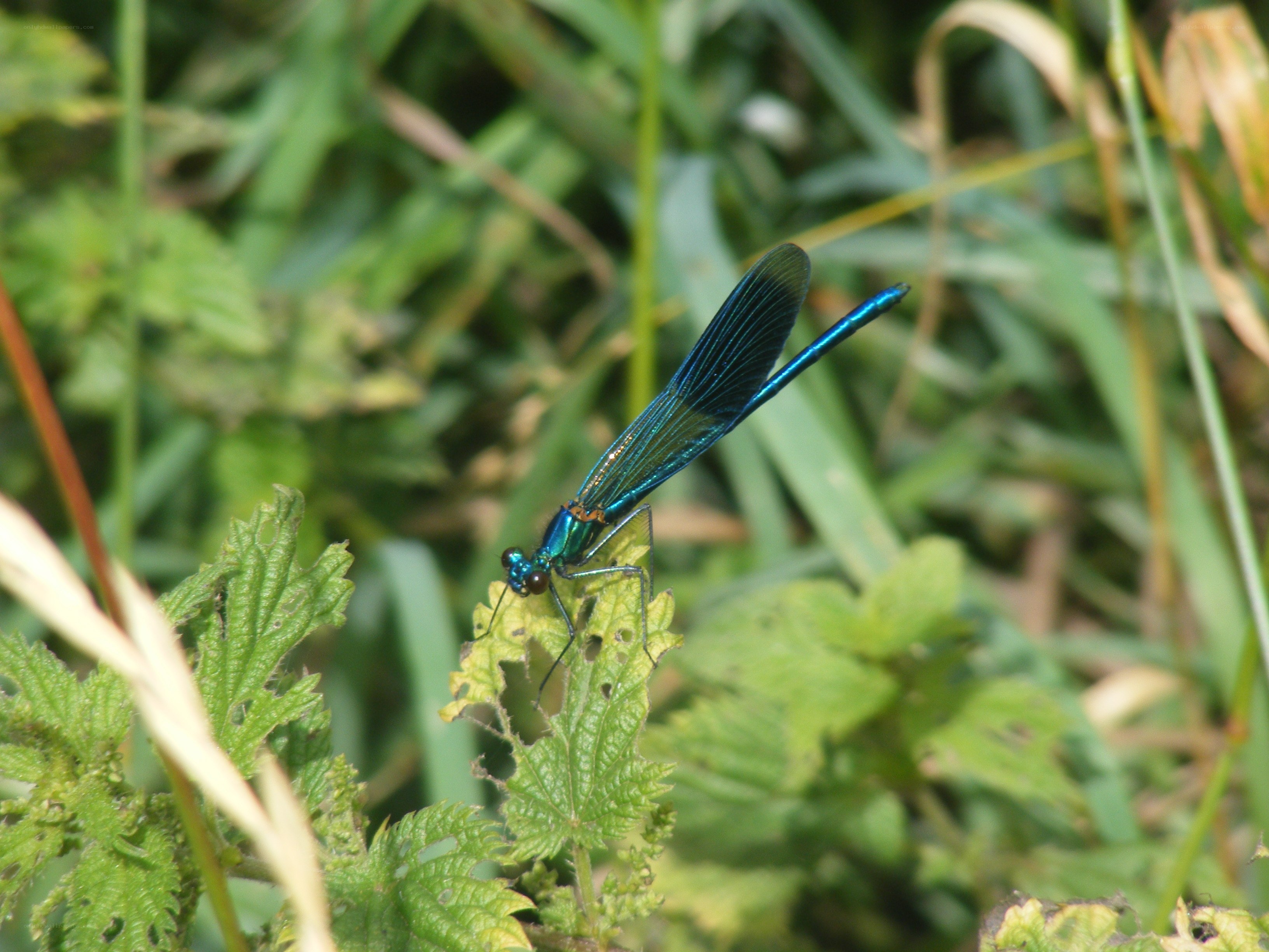 blue damselfly on leaf
