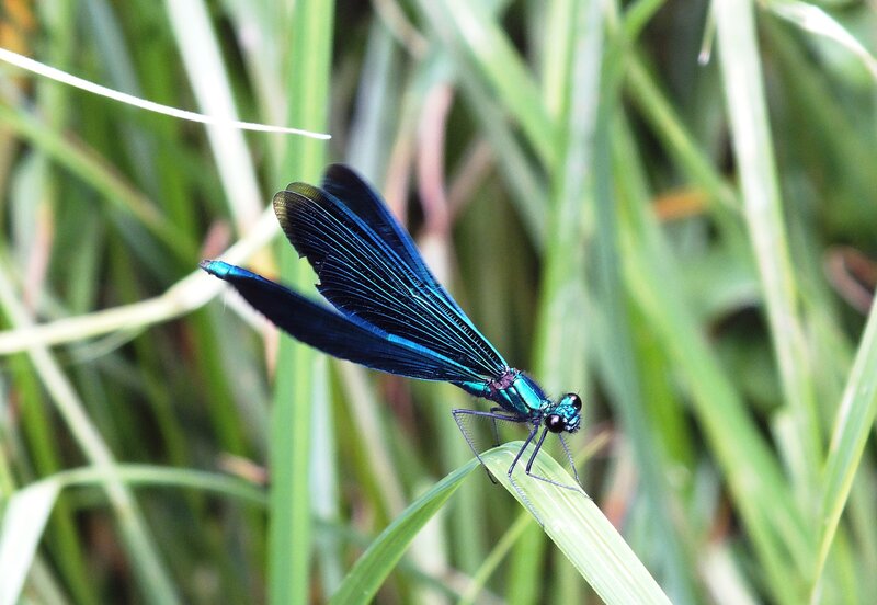 Blue Damselfly on Leaf — Calm, Afternoon, Photograph