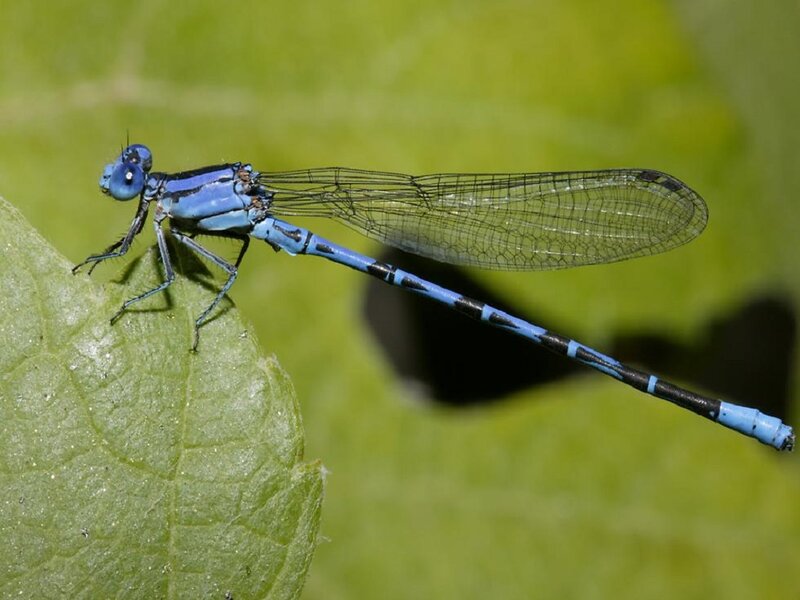 Blue Damselfly on Leaf — Calm, Afternoon