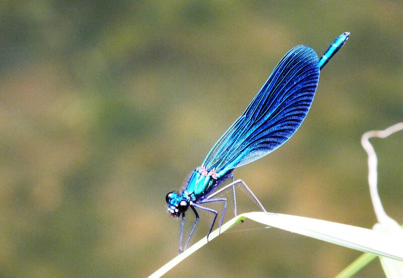 Blue Damselfly on Leaf — Calm, Photograph