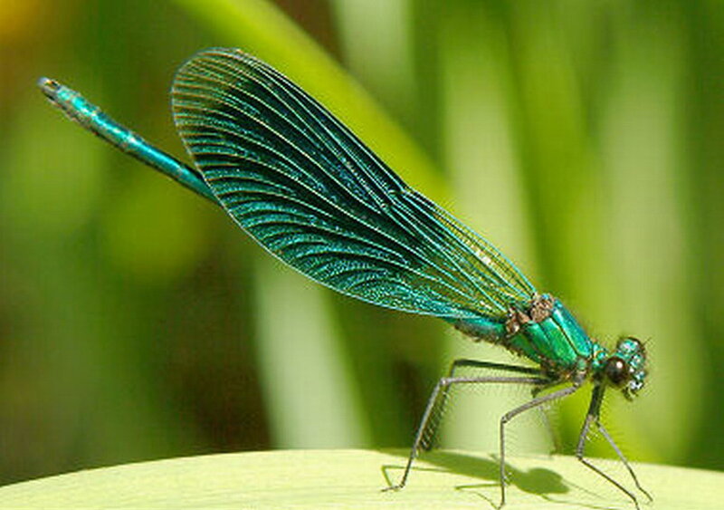 Blue Damselfly on Leaf — Calm