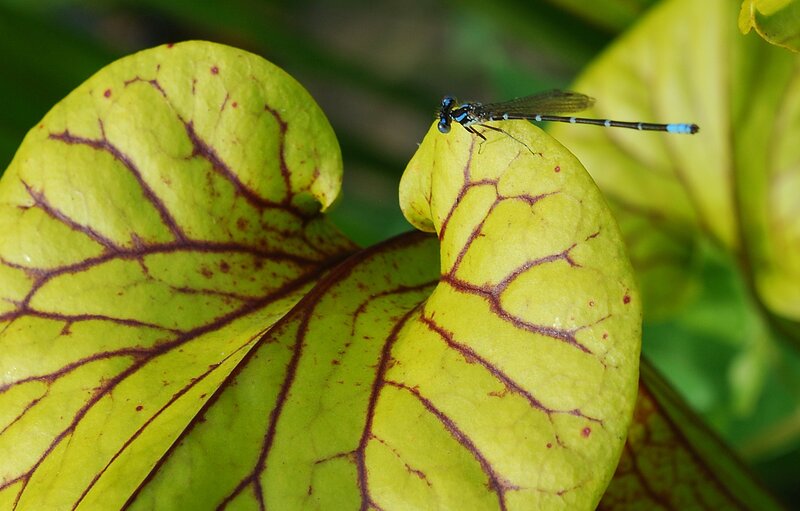 Blue Damselfly on Leaf — Green, Calm, Afternoon, Photograph, Insect, Veins