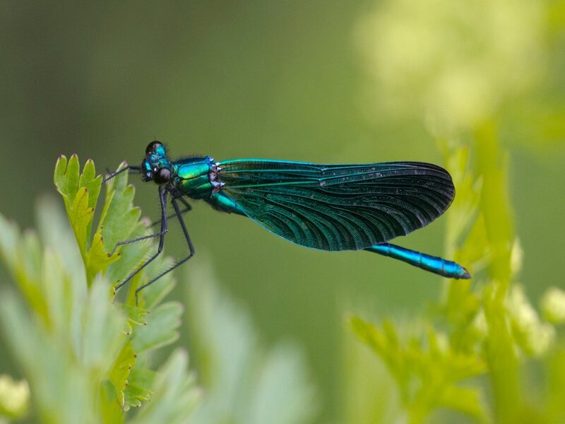 Blue Damselfly on Leaf — Green, Calm, Afternoon, Photograph, Plant