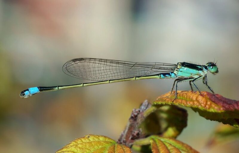 Blue Damselfly on Leaf — Green, Calm, Afternoon, Photograph