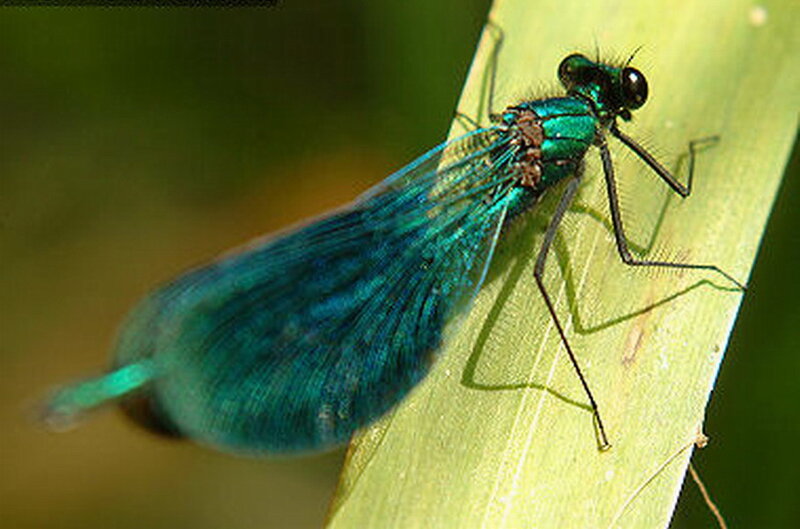 Blue Damselfly on Leaf — Green, Calm