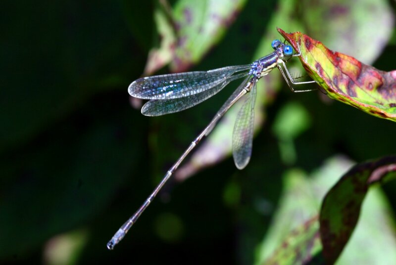 Blue Damselfly on Leaf — Green, Natural, Afternoon
