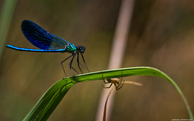 Blue Damselfly on Leaf — Green, Natural